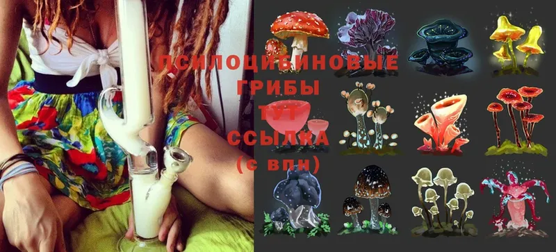 Псилоцибиновые грибы Cubensis  Карпинск 